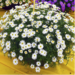 Брахікома White Splendour