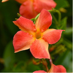 Дипладенія Coral Orange Sunrise