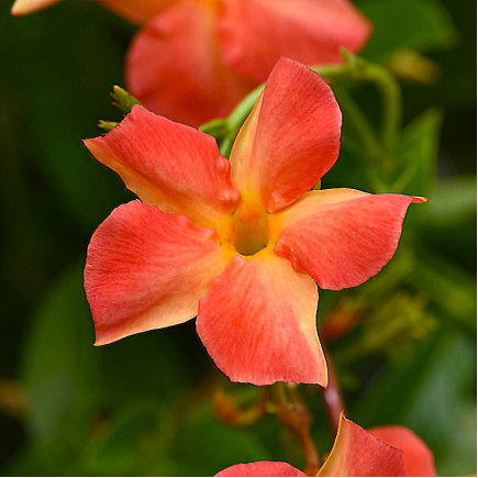 Дипладенія Coral Orange Sunrise
