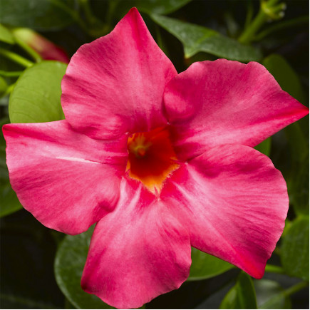 Дипладенія Madinia Coral Pink