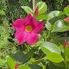 Дипладенія Madinia Coral Pink