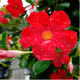 Дипладенія Miami Red