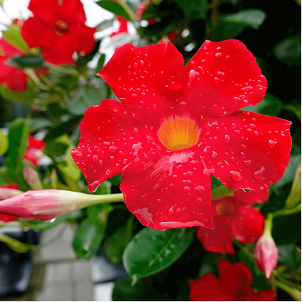 Дипладенія Miami Red