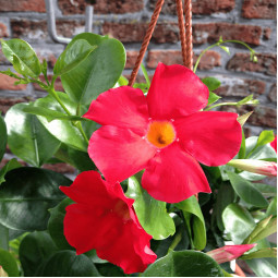 Дипладенія Scarlet Pimpernel