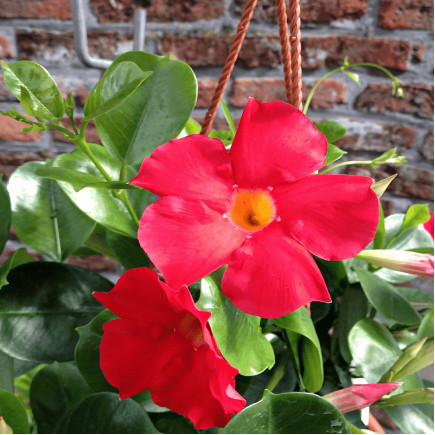 Дипладенія Scarlet Pimpernel