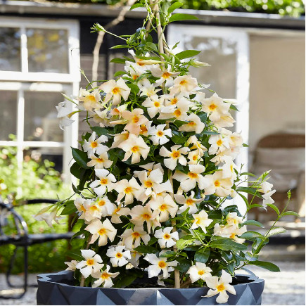Дипладенія Sundaville Apricot
