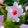 Дипладенія Sundaville Cream Pink