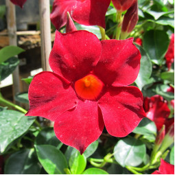 Дипладенія Sundaville Giant Red