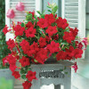 Дипладенія Sundaville Giant Red