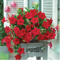 Дипладенія Sundaville Giant Red