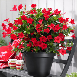 Дипладенія Sundaville Red