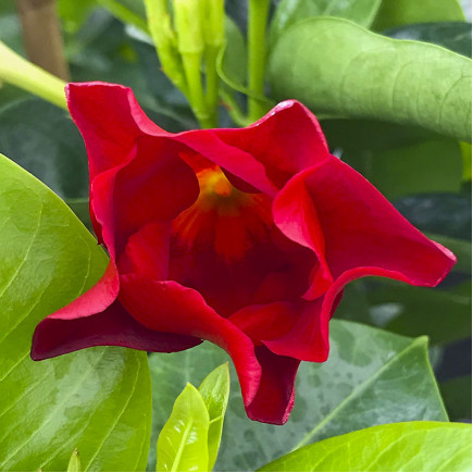 Дипладенія Tropical Breeze Velvet Red