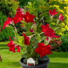 Дипладенія Tropical Breeze Velvet Red