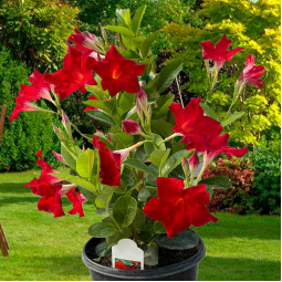 Дипладенія Tropical Breeze Velvet Red