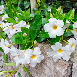 Дипладенія Sundaville White
