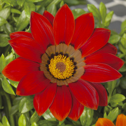Газанія Gazoo Red with Ring (Газу Рет віз Рінг)