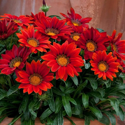 Газанія Gazoo Red with Ring (Газу Рет віз Рінг)