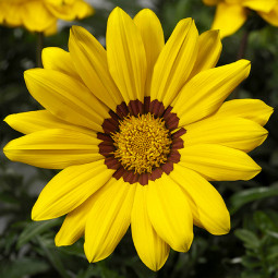 Газанія Gazoo Yellow with Ring (Газу Йєллоу віз Рінг)