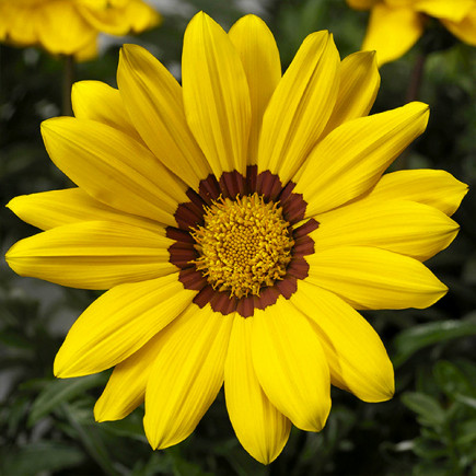 Газанія Gazoo Yellow with Ring (Газу Йєллоу віз Рінг)