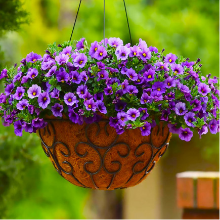 Калібрахоа Calibasket Viola
