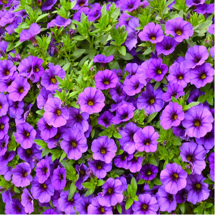 Калібрахоа Aloha Midnight Purple