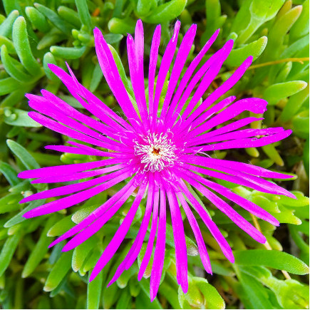 Лампрантус Purple