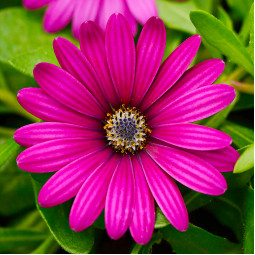 Остеоспермум Daisy Falls Purple (Дейзі Фолс Пьорпл)