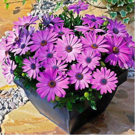 Остеоспермум Dalina Evita Purple (Даліна Евіта Пьорпл)