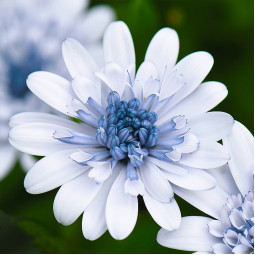 Остеоспермум Erato Double Ice Blue (Ерато Дабл Айс Блу)