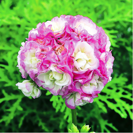 Пеларгонія Appleblossom Rosebud