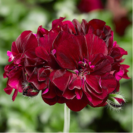 Пеларгония Black Pearl