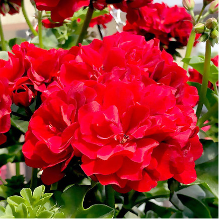 Пеларгонія Castello Bernd Dark Red