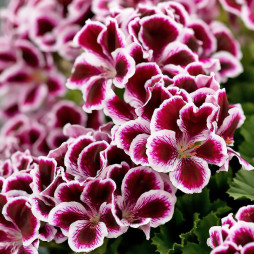 Пеларгонія Graziosa Purple Picotee