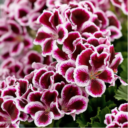Пеларгонія Graziosa Purple Picotee