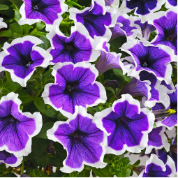 Петунія Cascadias Rim Violet (Каскадіас Рім Вайлет)
