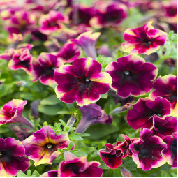 Петунія Crazytunia Blackberry Mojito (Крейзітунія Блекберрі Мохіто)