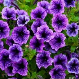 Петунія Littletunia Blue Vein (Літтлтунія Блу Вейн)