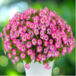 Петунія Littletunia Pink Frills (Літтлтунія Пінк Фріллс)