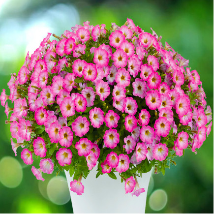 Петунія Littletunia Pink Frills (Літтлтунія Пінк Фріллс)
