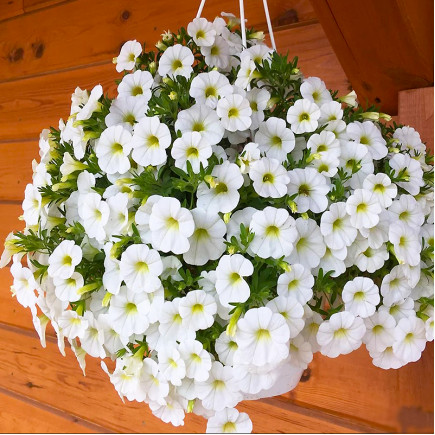 Петунія Littletunia White Grace (Літтлтунія Уайт Грейс)