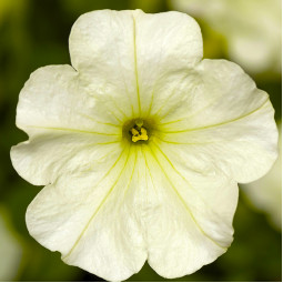 Петунія Sanguna White (Сангуна Уайт)