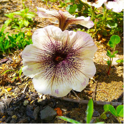 Петунія Supertunia Latte (Супертунія Латте)