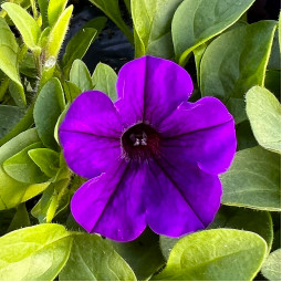 Петунія Supertunia Mini Vista Indigo (Супертунія Міні Віста Індіго) Петунія Supertunia Mini Vista Indigo (Супертунія Міні Віста Індіго)