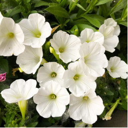 Петунія Supertunia Mini Vista White (Супертунія Міні Віста Вайт)