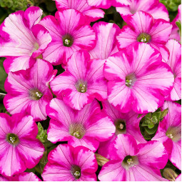 Петунія Supertunia Raspberry Blast (Супертунія Распберрі Бласт)