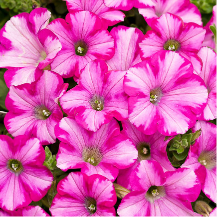 Петунія Supertunia Raspberry Blast (Супертунія Распберрі Бласт)
