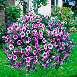 Петунія Supertunia Trailing Rose Veined (Супертунія Трейлінг Роуз Вейнд) Петунія Supertunia Trailing Rose Veined (Супертунія Трейлінг Роуз Вейнд)