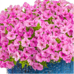 Петунія Supertunia Vista Bubblegum (Супертунія Віста Баблгам)