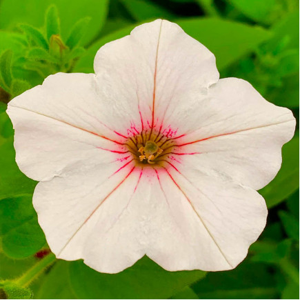 Петунія Supertunia Vista Silverberry (Супертунія Віста Сільверберрі)