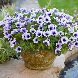 Петунія Sweetunia Purple Spotlight (Світунія Пьорпл Спотлайт)